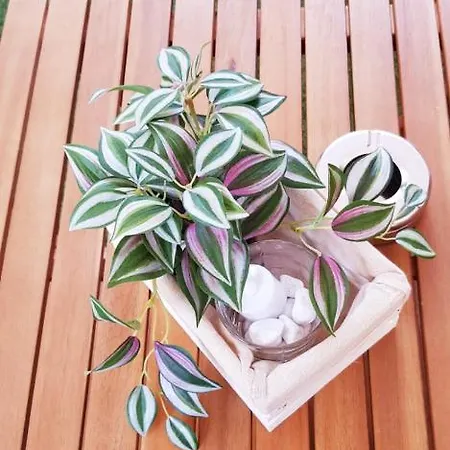 شقة Blanc - Monolocali Indipendenti Con Cucina E Bagno Privato - Check-in E Check-out Con Codice In Autonomia H24 - Terrazza In Comune Necessario Avere Wathsapp O App Di Messaggistica Istantanea Per Foto E Video جوسبيني